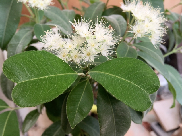 レモンマートルの育て方!植え付け方法や水やり・肥料・増やし方!