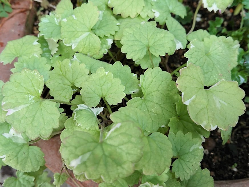 グレコマとは？その特徴や育て方を解説！肥料の与え方・増やし方まで！のイメージ