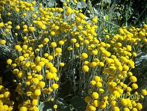 サントリナとは？その特徴や利用法をご紹介！虫除けとしての効果はある？