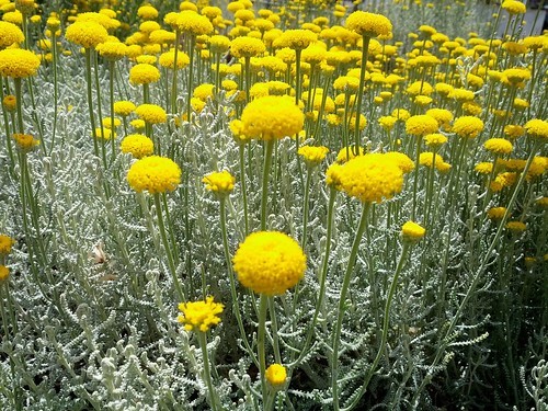 サントリナの育て方！剪定方法・時期や上手な管理の仕方を詳しく解説！