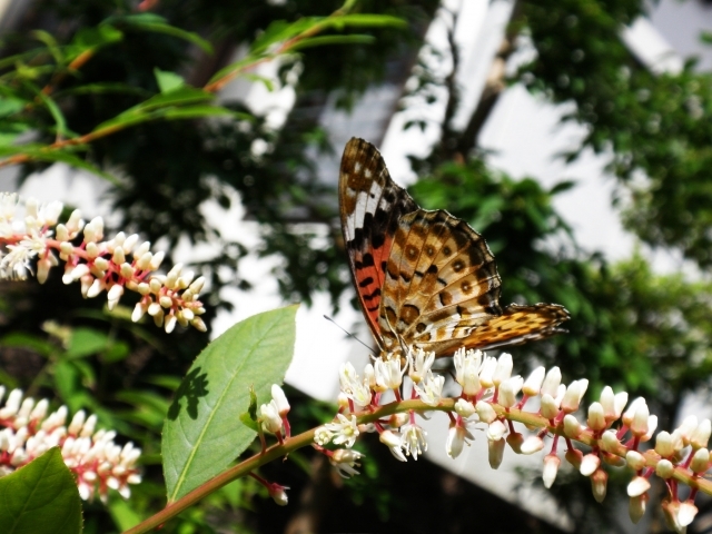 コバノズイナの育て方！その種類・特徴や上手な管理方法をご紹介！