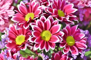 ポットマムの育て方！適切な病気・害虫対策や上手な増やし方をご紹介！