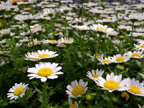 クリサンセマムとは？開花時期や特徴を解説！寄せ植えに相性がいい植物は？