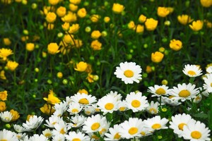 クリサンセマムの育て方！用土・水やりのコツから花後の管理まで解説！
