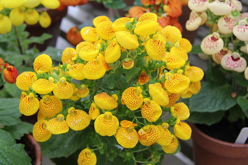 カルセオラリア（巾着草）とは？開花時期や花言葉など特徴をご紹介！