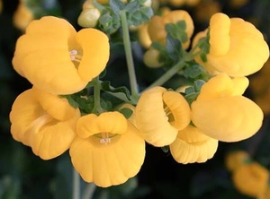カルセオラリアの育て方！水やり・植え替え・種まきなどのコツをご紹介！