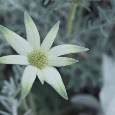 フランネルフラワーの育て方！鉢植えでの管理方法や寄せ植えのコツ