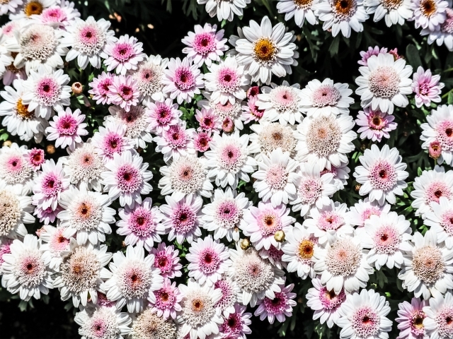 ボンザマーガレットの育て方!つぼみが枯れる・花が小さい時の対処法!