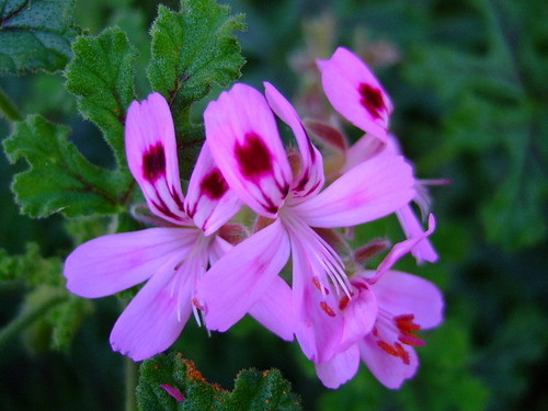 ペラルゴニウムの育て方！肥料の与え方や切り戻し・挿し木のコツなど！
