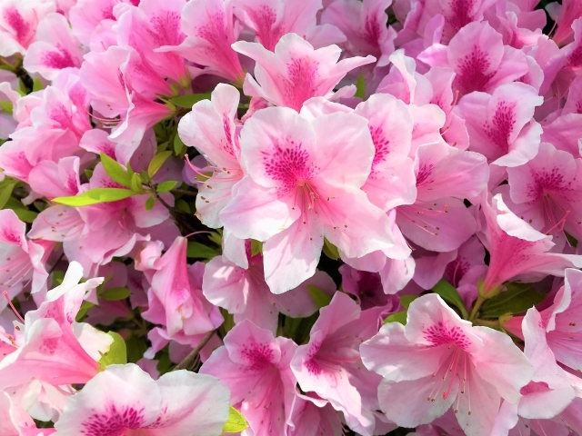 ヒラドツツジ(平戸ツツジ)とは?開花時期や樹高など特徴をご紹介!