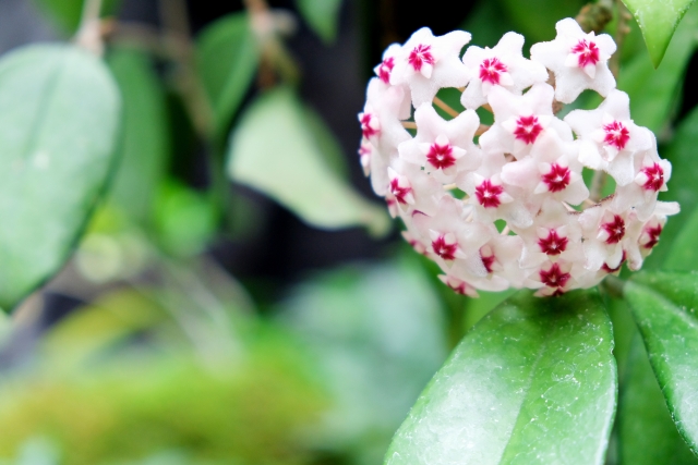 サクララン（ホヤ）の育て方！肥料の与え方・つるの剪定や仕立て方！