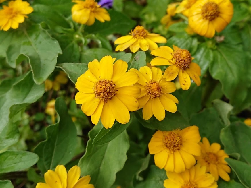 メランポジュームの育て方！水やり・日当たりなど栽培管理のポイントは？