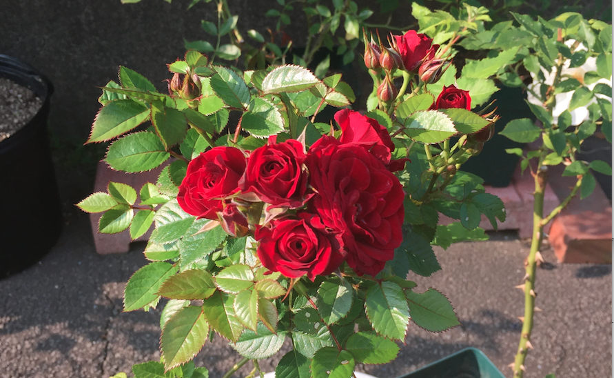 ミニバラの剪定の仕方・やり方！適切な時期・タイミングを詳しく解説！のイメージ