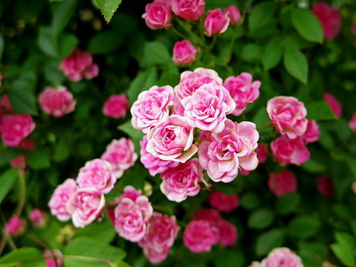 ミニバラの育て方ガイド！鉢植えでの管理や植え替えのコツをご紹介！のイメージ