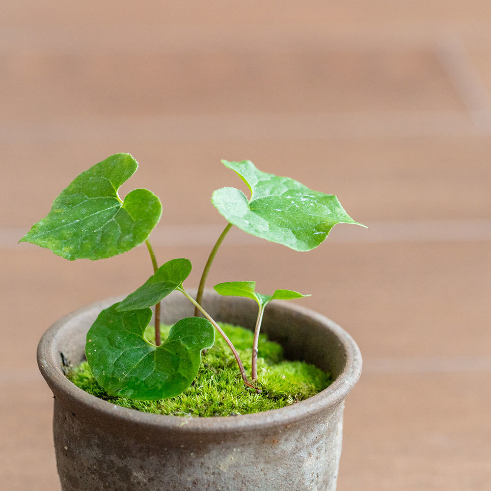 フタバアオイ（双葉葵）とは？名前の由来や特徴・花言葉などを解説！