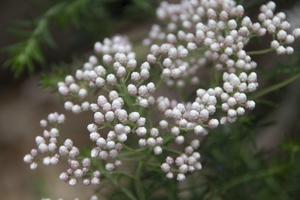 ライスフラワーの育て方！植え替えや切り戻し方法などコツを解説！