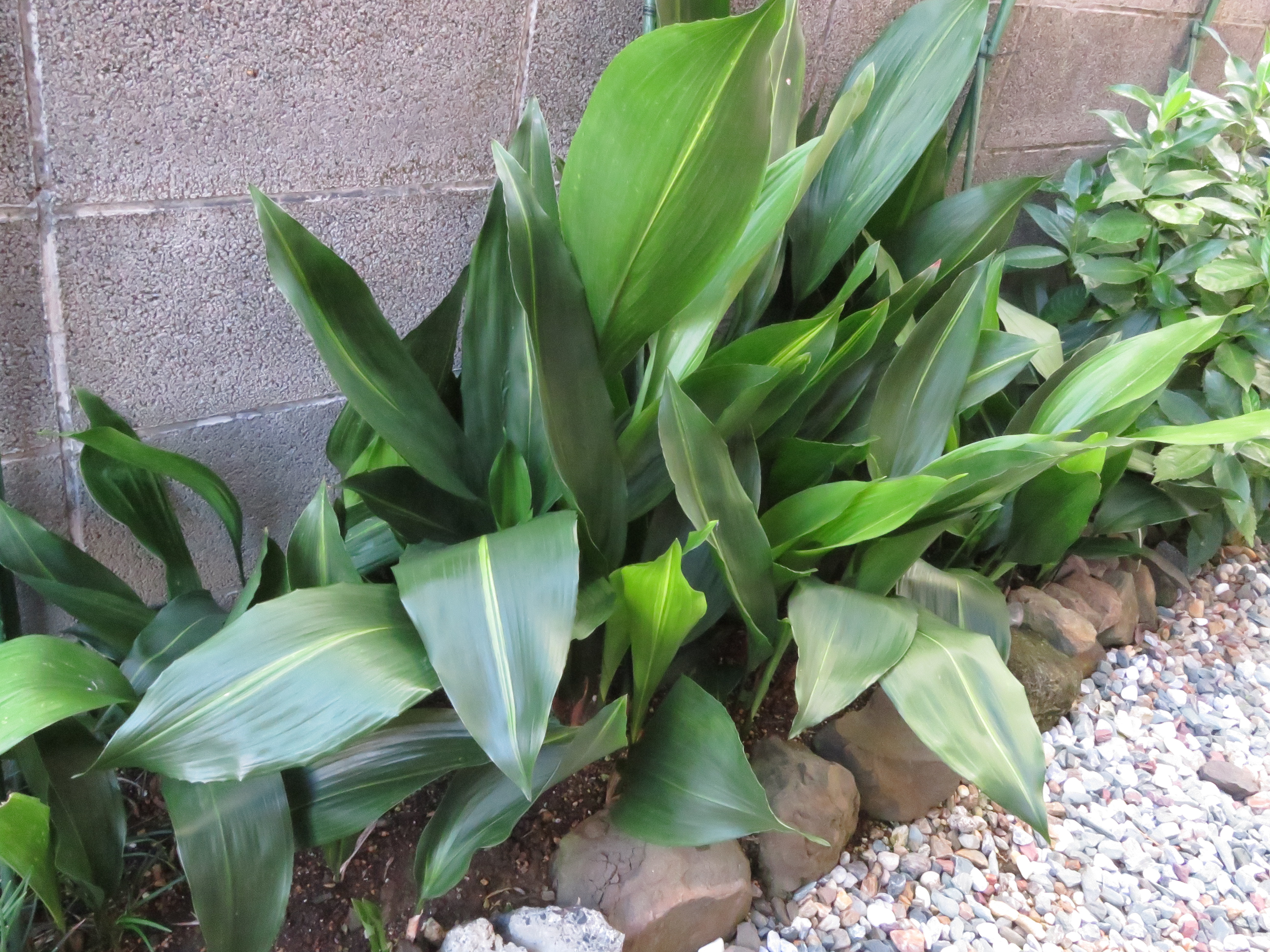 ハラン（葉蘭）とは？植物としての特徴・用途（殺菌効果）や育て方！