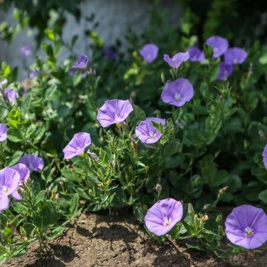 コンボルブルスの育て方！植え替え・剪定方法や肥料の与え方など
