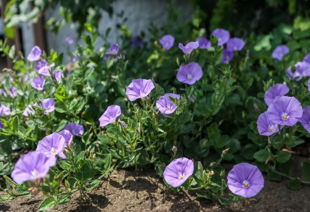コンボルブルスの育て方!植え替え・剪定方法や肥料の与え方など