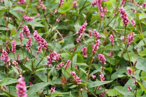 イヌタデ(犬蓼)とは?植物としての特徴や利用法を解説!育てられる?のイメージ