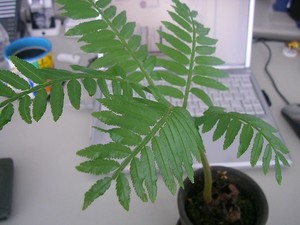 リュウビンタイの育て方！シダ植物の特徴を含めて管理のコツをご紹介！