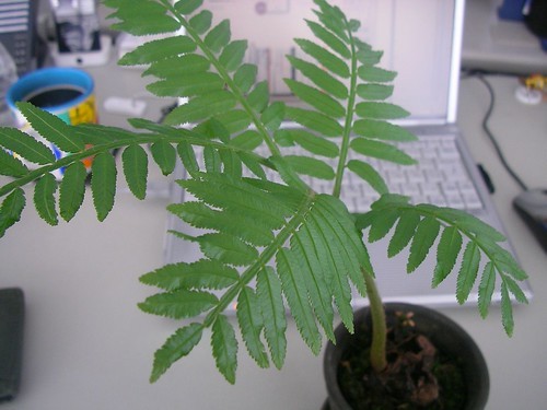 リュウビンタイの育て方!シダ植物の特徴を含めて管理のコツをご紹介!のイメージ