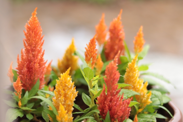 ケイトウの育て方!種まき・育苗・定植の仕方から管理のコツまで解説!のイメージ