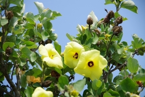 ハマボウ（浜朴）とは？その特徴や花言葉をご紹介！開花時期はいつ頃？