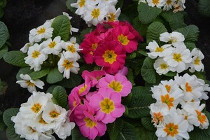 「プリムラ」の色別・種類別の花言葉！全8種の花言葉を一挙ご紹介！