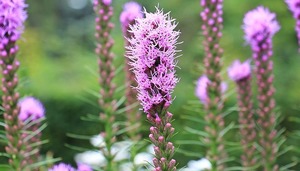 リアトリスとは？特徴や花言葉＆栽培に適した環境などの育て方を解説！