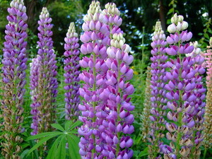 ルピナスの育て方！種まきから開花までの栽培方法を解説！増やし方は？