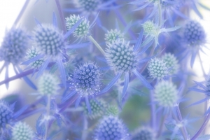 エリンジウム（エリンジューム）の育て方！種類や花言葉も併せて解説！