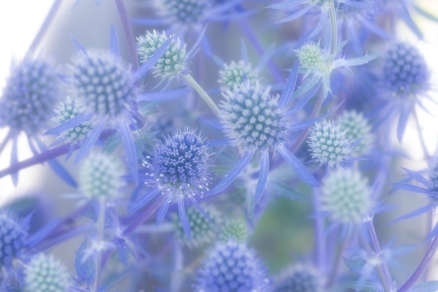 エリンジウム(エリンジューム)の育て方!種類や花言葉も併せて解説!のイメージ
