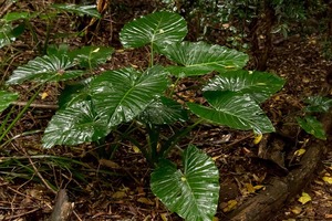 クワズイモの葉が生えない・枯れる・しおれるのは何故？原因と対策！