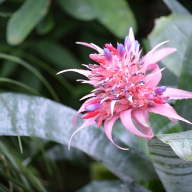 ブロメリアとは？観葉植物としての特徴を解説！ネオレゲリアとの違いは？