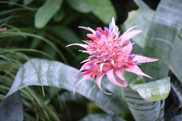 ブロメリアとは?観葉植物としての特徴を解説!ネオレゲリアとの違いは?