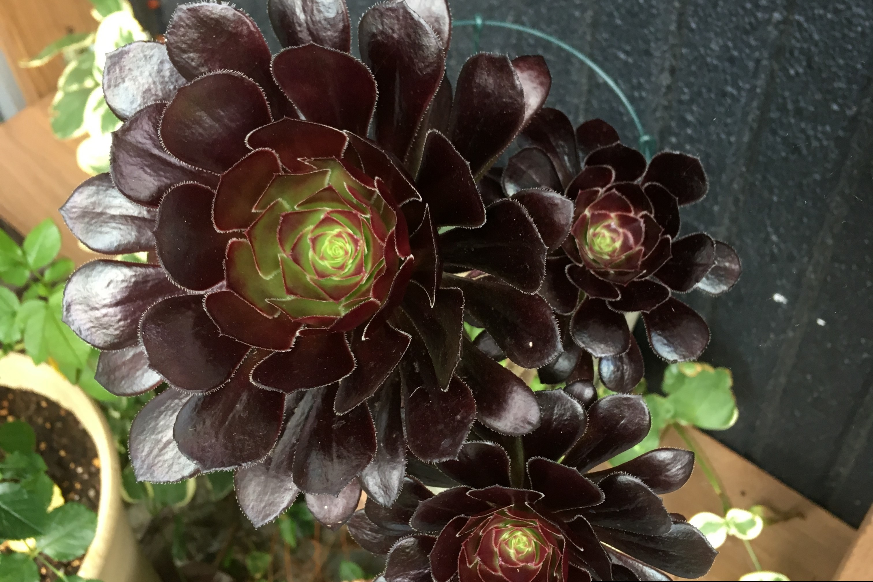 黒法師（クロボウシ）の育て方！季節別の管理や枯れそうな時の対処法！のイメージ