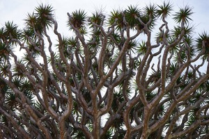 竜血樹を観葉植物として育てる方法！入手方法や管理のコツをご紹介！