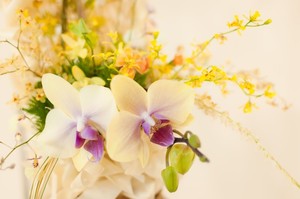 シンビジウムとは？種類や多年草としての特徴をご紹介！開花時期は？