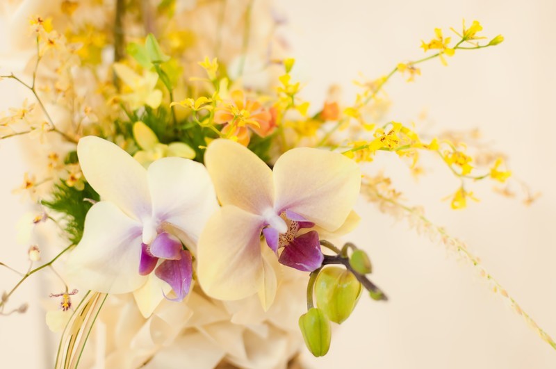 シンビジウムとは?種類や多年草としての特徴をご紹介!開花時期は?