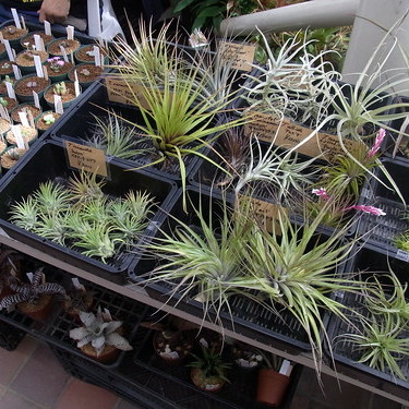 タンクブロメリアとは？おすすめの種類＆植え替えなど育て方を解説！