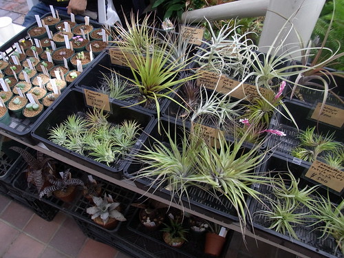 タンクブロメリアとは？おすすめの種類＆植え替えなど育て方を解説！