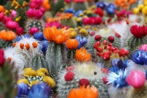 サボテンの増やし方！挿し木の上手な切り方＆発根させるコツを紹介！
