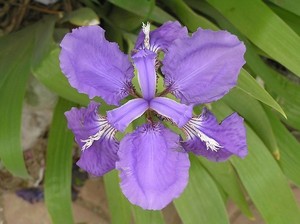 イチハツとはどんな草花？名前の由来や特徴を紹介！アヤメとの違いは？