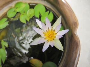 スイレン（睡蓮）の育て方！鉢植えの管理・肥料の与え方・増やし方など！