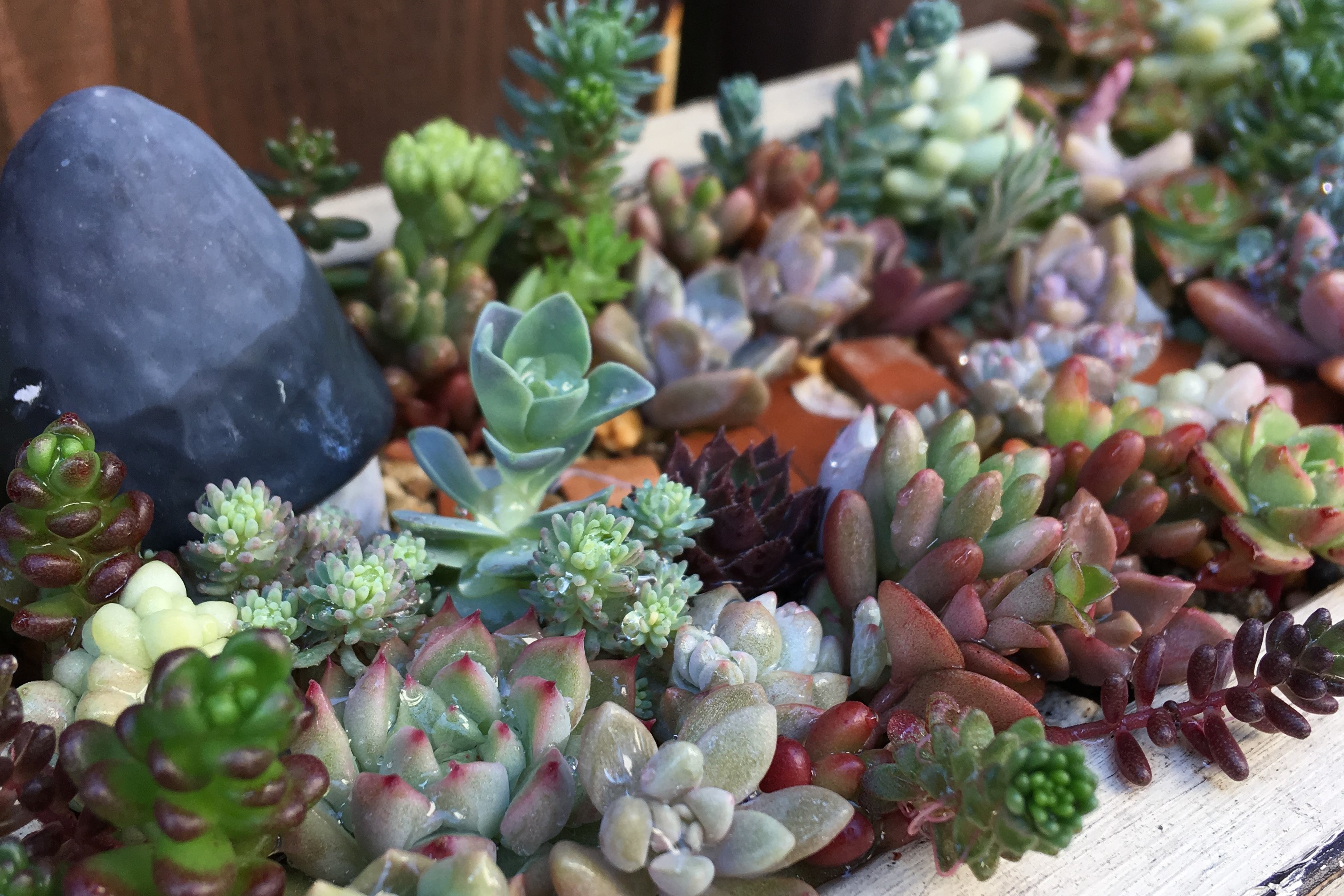 セダムの育て方!グランドカバーにもできる多肉植物の上手な管理の仕方は?のイメージ