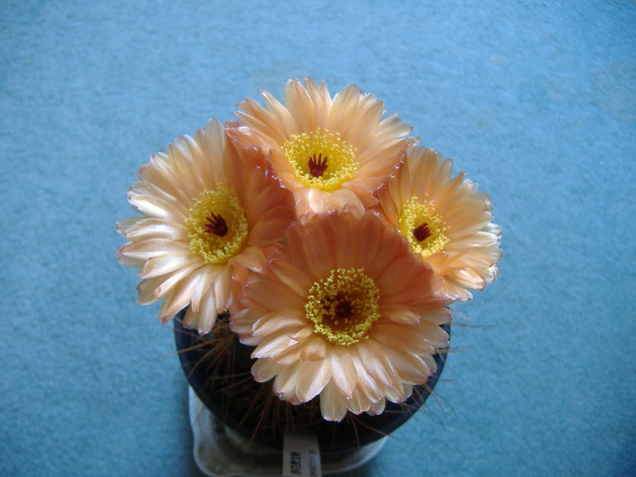 サボテンの育て方・栽培方法！水やり・日当たりなど世話のコツを解説！