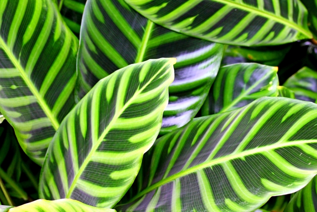 カラテアってどんな植物?その種類・特徴と詳しい育て方をご紹介!のイメージ