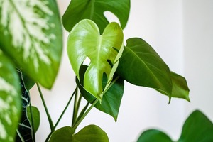 モンステラを株分け・挿し木で増やす方法！タイミングや上手なやり方をご紹介！