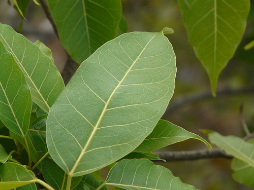 フランスゴムの木の育て方!室内で上手に管理する方法や置き場所は?